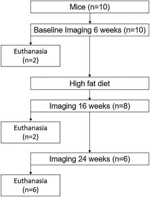 Changes in carotid artery texture by ultrasound and elastin features in a murine model